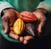 70% of the Cocoa, 6% of the Cash