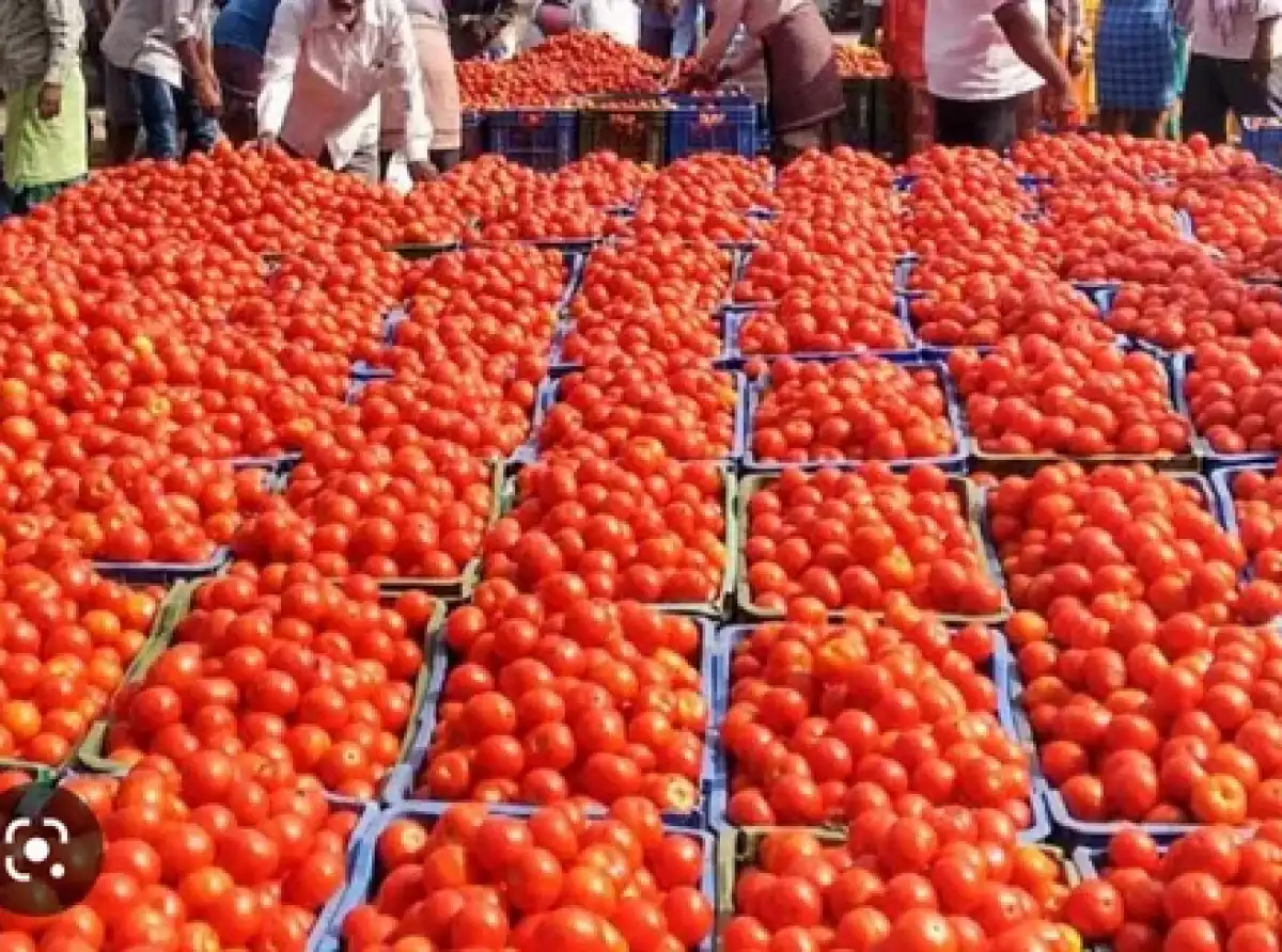 Produce tomatoes in 90 days or step aside – FABAG fires warning at Agric Ministry