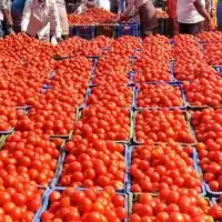 Produce tomatoes in 90 days or step aside – FABAG fires warning at Agric Ministry