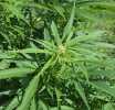 NACOC set to issue licences to qualified applicants for cannabis cultivation – Deputy Director-General