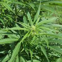 NACOC set to issue licences to qualified applicants for cannabis cultivation – Deputy Director-General
