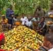 Cocoa farmers snub Minority Caucus in Jaman South