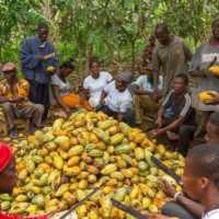 Cocoa farmers snub Minority Caucus in Jaman South