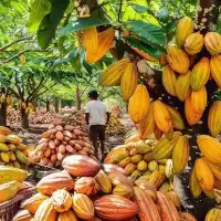 Cocoa farmers warn bumper harvest threatened by payment delays