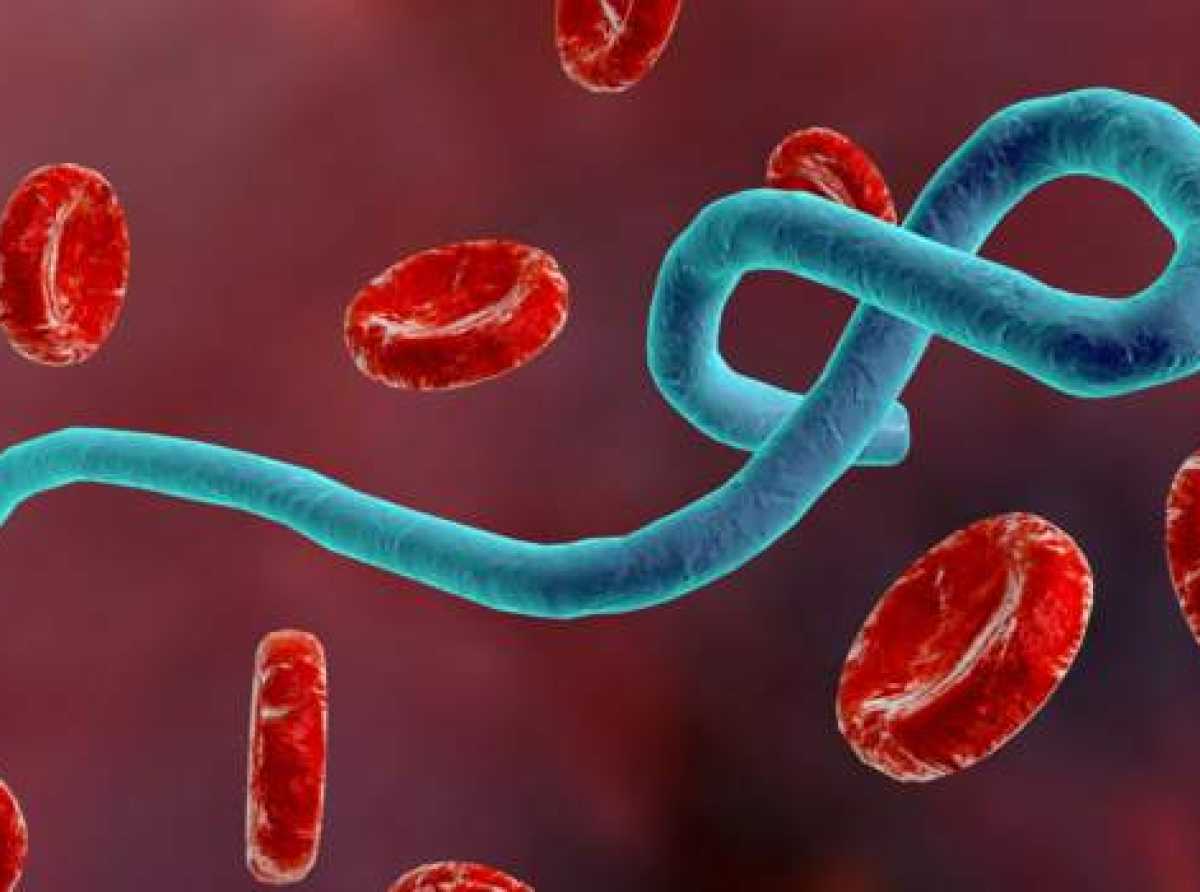 Health Ministry cautions public against spreading misinformation over Ebola outbreak in DR Congo