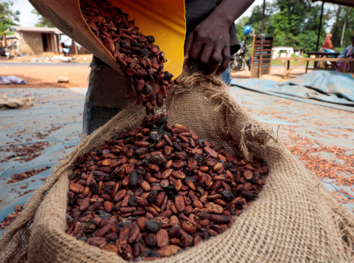 Ivory Coast sees strong exports of cocoa main crop as El Nino looms over output