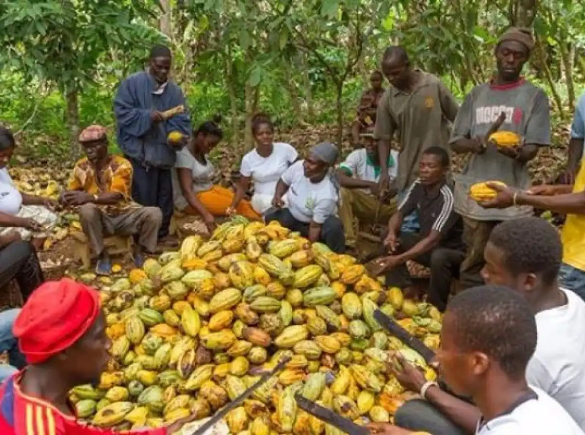 Cocoa farmers will not be abandoned, Bawumia's policies will bring smiles back to their faces - Miracles Aboagye