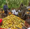 Cocoa farmers will not be abandoned, Bawumia's policies will bring smiles back to their faces - Miracles Aboagye