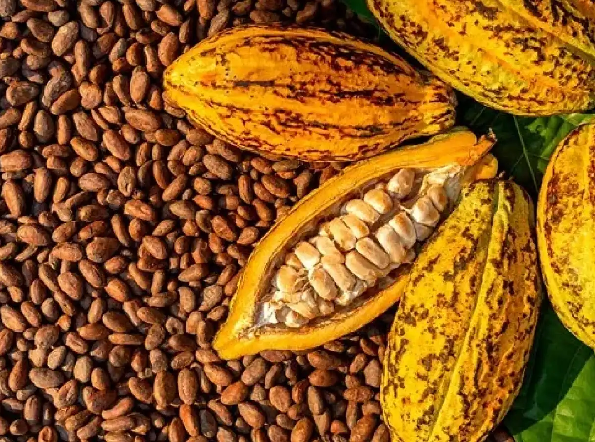 Gov’t maintains cocoa producer price amid global market decline