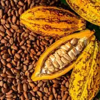 Gov’t maintains cocoa producer price amid global market decline