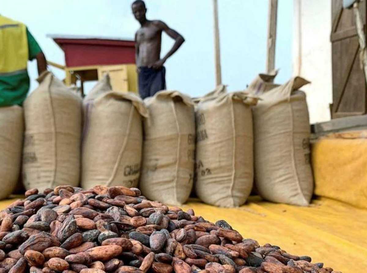 Cocoa farmers spared another blow as gov’t rejects price cut despite global slump – COCOBOD