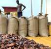 Cocoa farmers spared another blow as gov’t rejects price cut despite global slump – COCOBOD