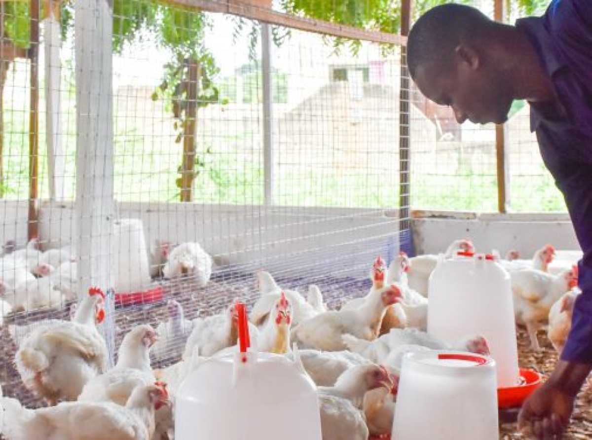 Poultry prices may increase ahead of Christmas as feed, freight costs rise